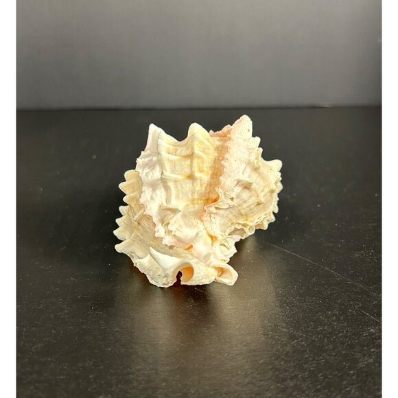 Conch Sea Shell Spiked Murex Seashell Nautical Beach Home Decor White Pink - Picture 3 of 6
